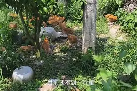 母鸡在野外产蛋孵化带回一窝小鸡，野性强、生长慢，像野斑鸠图片