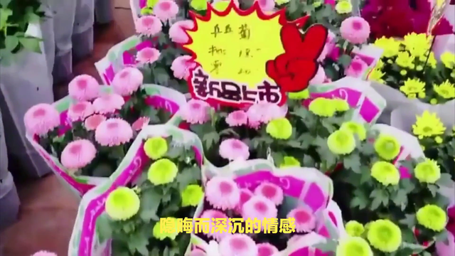 小雏菊的花语是什么