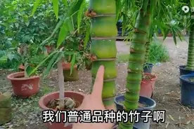 “谁说佛肚竹只适合南方？北方花友不服，三招教你成功养护！”图片