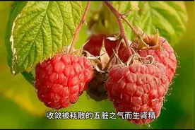 挑战365天学完中药（第373天  覆盆子）图片