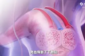 男性生殖系统的工作原理图片