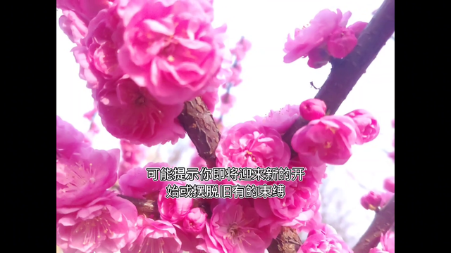 周公解梦之《梦见蛇》🐍💭