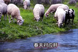 用这个中成药，净化肝胆，把湿和热都排出去图片