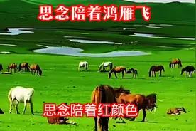头条视频创作者激励计划，一首好听的草原歌曲《思念陪着鸿...图片