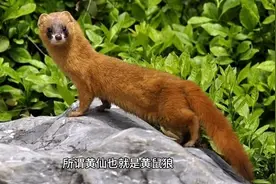 探秘黄仙洞，揭秘千年传说！图片