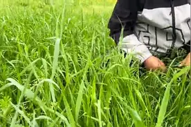 牛羊放牧用什么草？这些品种牛羊爱吃，多年生营养也好图片