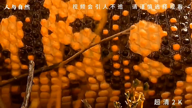有乌稍还厉害吗？ #黑王蛇#动物世界#人与自然#惊险时刻