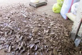 菜籽饼和复合肥能一块施吗？图片