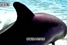 海豚交配仅需要1秒就能结束，为什么会这么快?图片