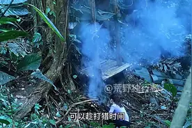 身材火辣的妹子-狩猎技能点满-自制弩箭追野猪-利用陷阱抓小鸟图片