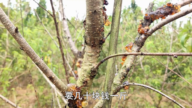 这种“果子”有钱人很喜欢，小伙种了1000棵，一年收入260万