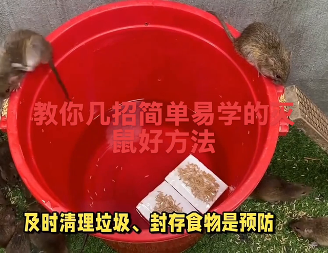 家里进了老鼠不用慌，教你几招简单易学的灭鼠好方法