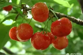 什么树可以嫁接樱桃树？图片