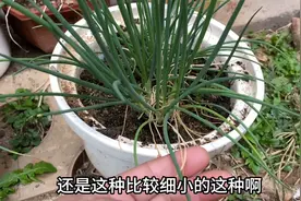 花盆种植香葱，做好这2个关键点，足不出户让你香葱吃不完图片