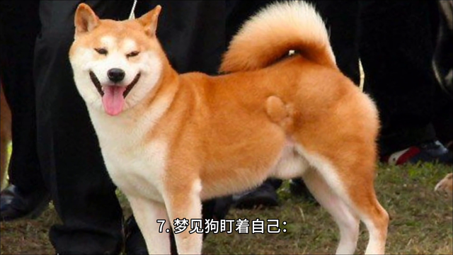 周公解梦之《梦见狗》，快看看你的梦有什么预兆！