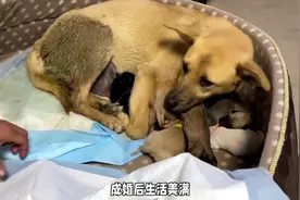 退化梦见小女孩图片