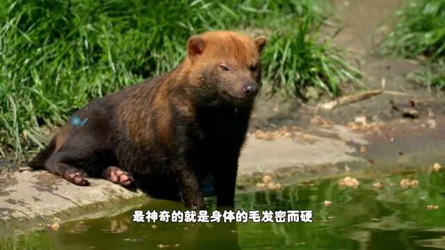 南美稀有的水狗，体重仅有7公斤，却能猎杀250公斤的猎物