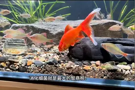 养鱼最大的智商税就是硝化细菌图片