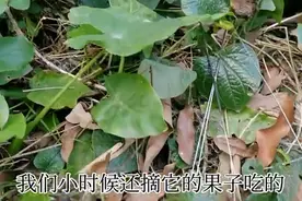 火炭母，又叫去湿草，止痒草，你认识吗？图片