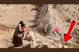 藏马熊，俗称人面熊假装人直立向你招手，诱骗你过来，太可怕了图片