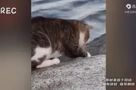 这一刻强的可怕！猫咪“单杀”大鱼！猫：不就是条鱼嘛能有多大图片