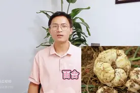 你是不是以为中药材都是苦的的，今天告诉你十种最甜的中药材！图片