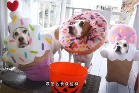 狗狗们为了糖果各种装扮，最终会如愿以偿吗？图片