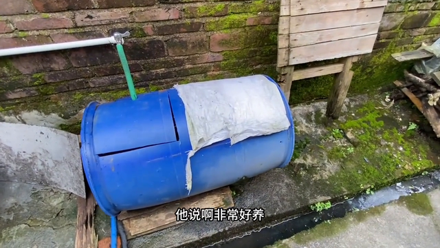 80岁奶奶养着一只眼镜蛇雷龙，很多人没见过，拍给大家看一下