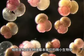 科普|细胞死亡的过程和机制图片
