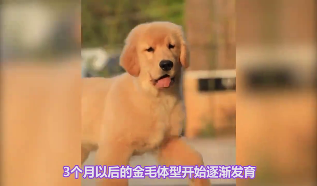 金毛一生的五个阶段