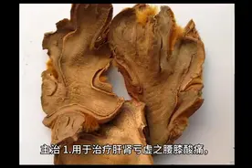 每日中药—狗脊图片