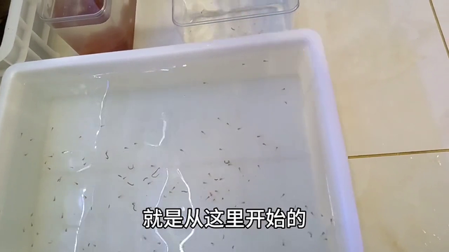 鱼苗繁殖技巧篇，胎生鱼繁殖谨记#养鱼日记