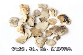 每日中药—牡蛎图片