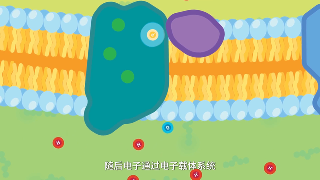 2分钟给你讲明白光合作用 在学校2年半都没搞懂的光合作用