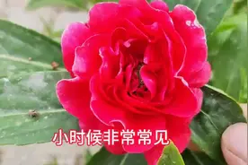 小时候我们用来染指甲的“指甲花”，在生活中也有三大妙用。图片