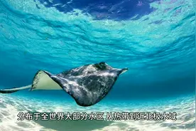 海味之冠——鳐鱼，你了解多少？图片