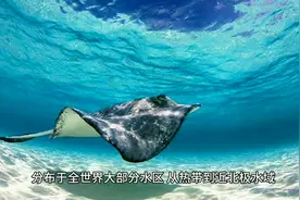 海味之冠——鳐鱼，你了解多少？图片