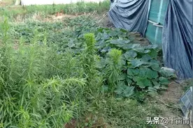 养鸡的棚子怎么建？图片