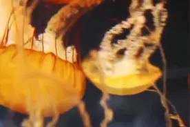 【科普】什么是铁线虫？有哪些危害？图片