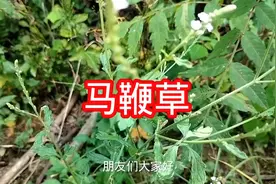 马鞭草，又叫马鞭梢，低调的生长环境彰显出极高的药用价值图片