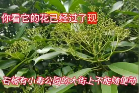 石楠树虽然开花臭，根叶花都有药用价值，武汉满大街都是的图片