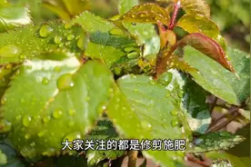 秋天月季怎么操作才能恢复的快生长快？避免闷根黑杆。图片