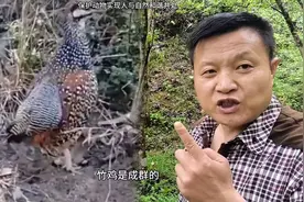 在什么地方才能看到鹧鸪？鹧鸪晚上在什么地方过夜？#鹧鸪图片