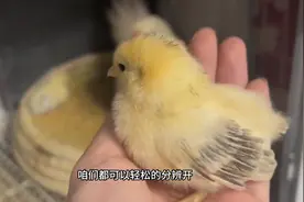 最简单分辨公鸡母鸡的方法，养鸡人一定要知道图片