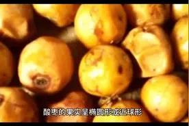 酸枣仁~中华医药瑰宝图片