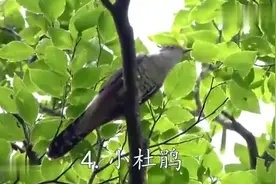 100种鸟叫，太好听了，带来一天好心情图片