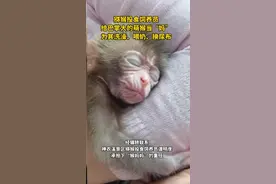 猕猴幼崽刚出生就遭“遗弃”，民警以警帽为摇篮帮其找妈妈视频封面