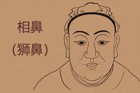 狮鼻鼻梁短而平，鼻根部凹陷或低平，鼻头大而饱满