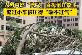 惊险！大树干突然倒下，压住行驶中的小车！#东莞#突发#事故现场#交通安全视频封面