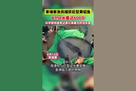 柬埔寨渔民捕获巨型黄貂鱼，长约4米重达600斤，科学家称是有记录以来最大的淡水鱼#自然 #爱护大自然保护野生动物 视频封面